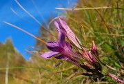 45 Gentianella anisodonta - Genzianella anisodonta baciata dal sole